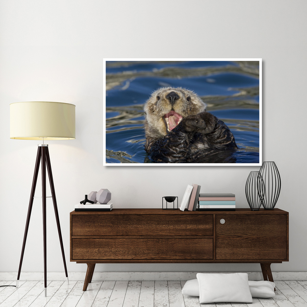 Sea Otter yawning, Monterey Bay, California-Paper Art-62&quotx42"