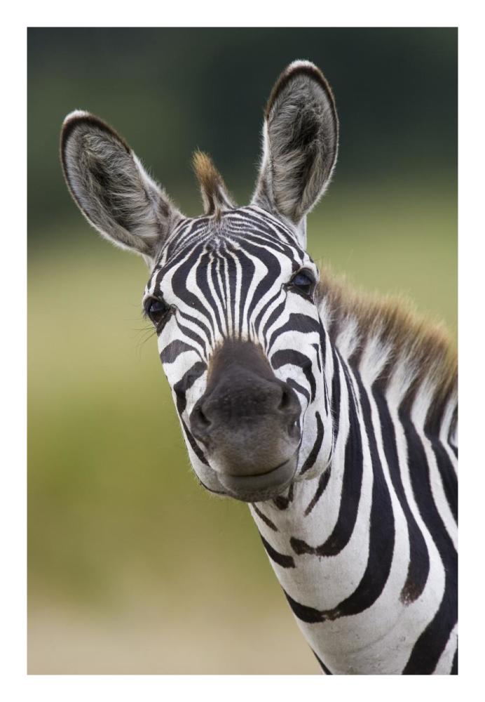 Burchell's Zebra portrait, Masai Mara, Kenya-Paper Art-18"x26"