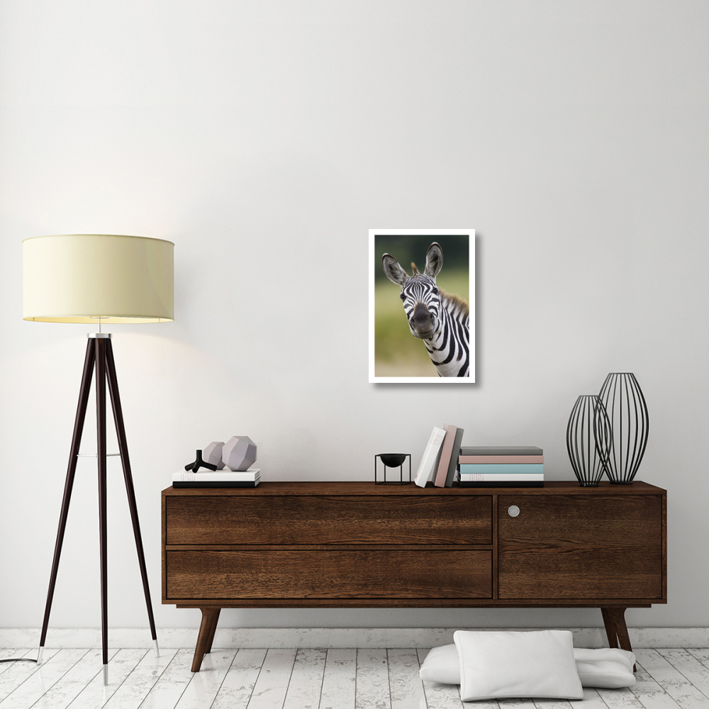 Burchell's Zebra portrait, Masai Mara, Kenya-Paper Art-18&quotx26"