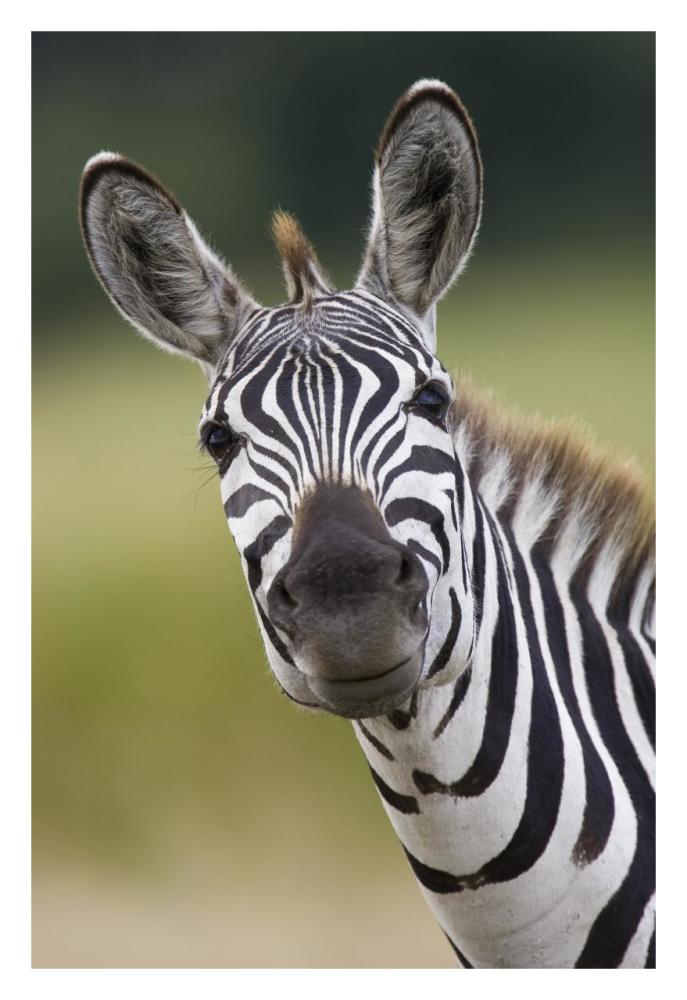 Burchell's Zebra portrait, Masai Mara, Kenya-Paper Art-22"x32"