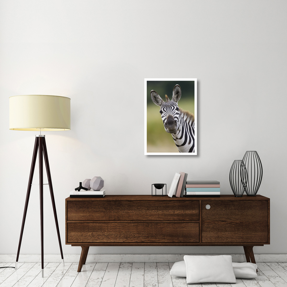 Burchell's Zebra portrait, Masai Mara, Kenya-Paper Art-22&quotx32"