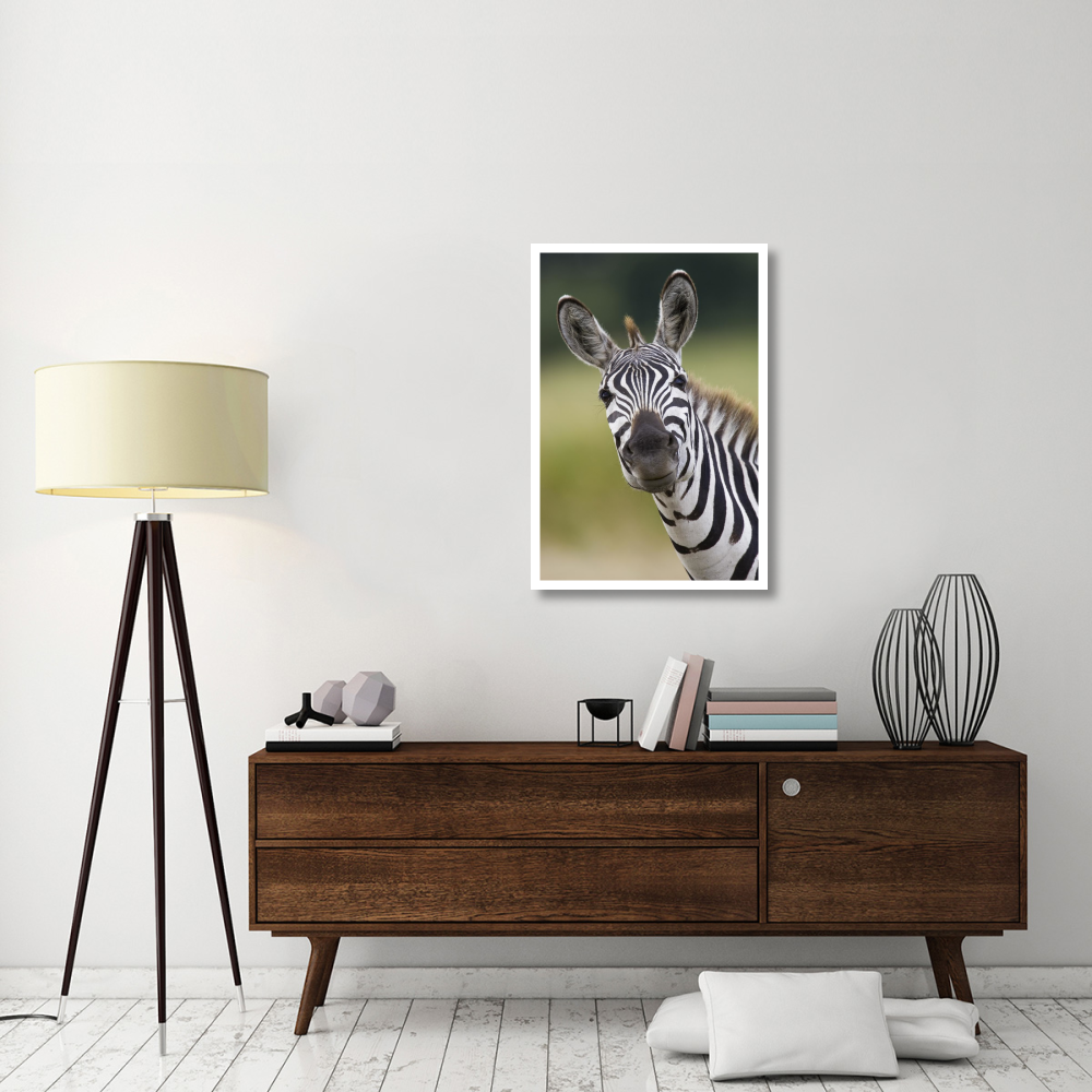 Burchell's Zebra portrait, Masai Mara, Kenya-Paper Art-26&quotx38"