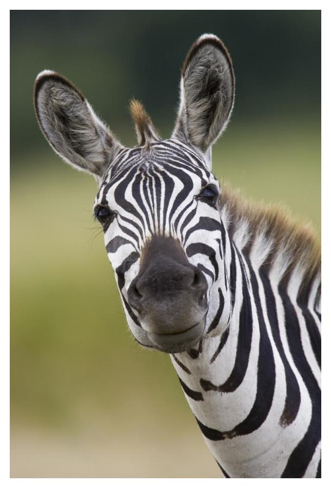 Burchell's Zebra portrait, Masai Mara, Kenya-Paper Art-34"x50"