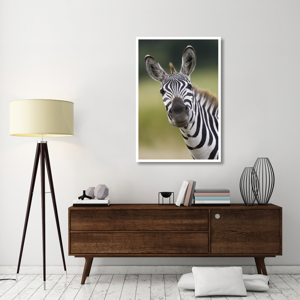 Burchell's Zebra portrait, Masai Mara, Kenya-Paper Art-34&quotx50"