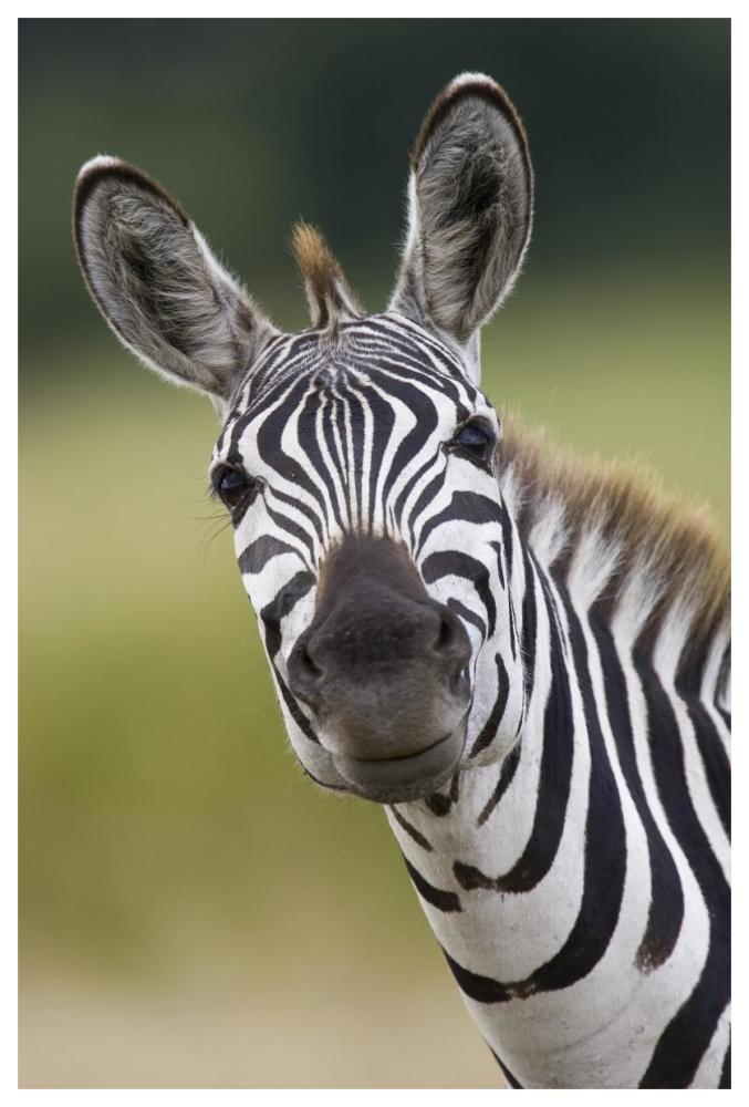 Burchell's Zebra portrait, Masai Mara, Kenya-Paper Art-42"x62"