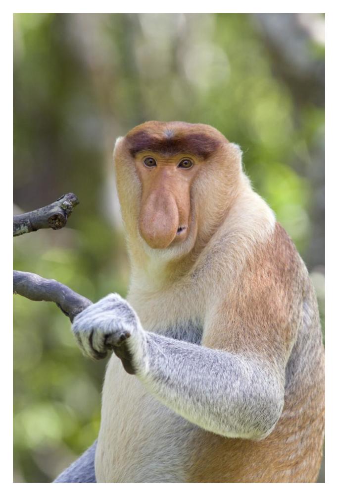 Proboscis Monkey dominant male, Sabah, Malaysia-Paper Art-14"x20"