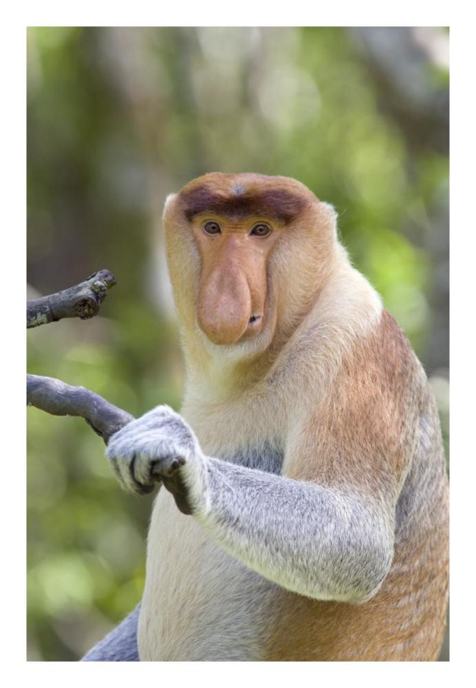 Proboscis Monkey dominant male, Sabah, Malaysia-Paper Art-18"x26"