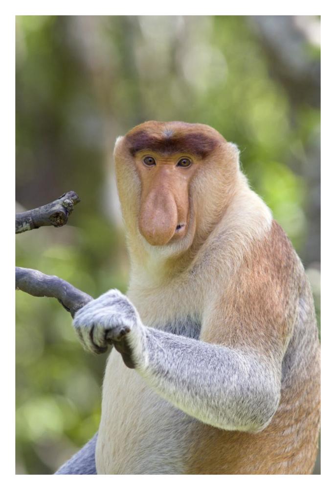 Proboscis Monkey dominant male, Sabah, Malaysia-Paper Art-22"x32"