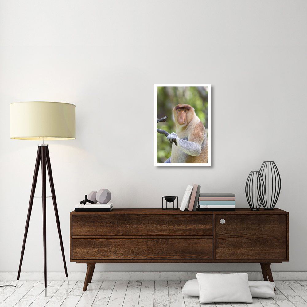 Proboscis Monkey dominant male, Sabah, Malaysia-Paper Art-22&quotx32"