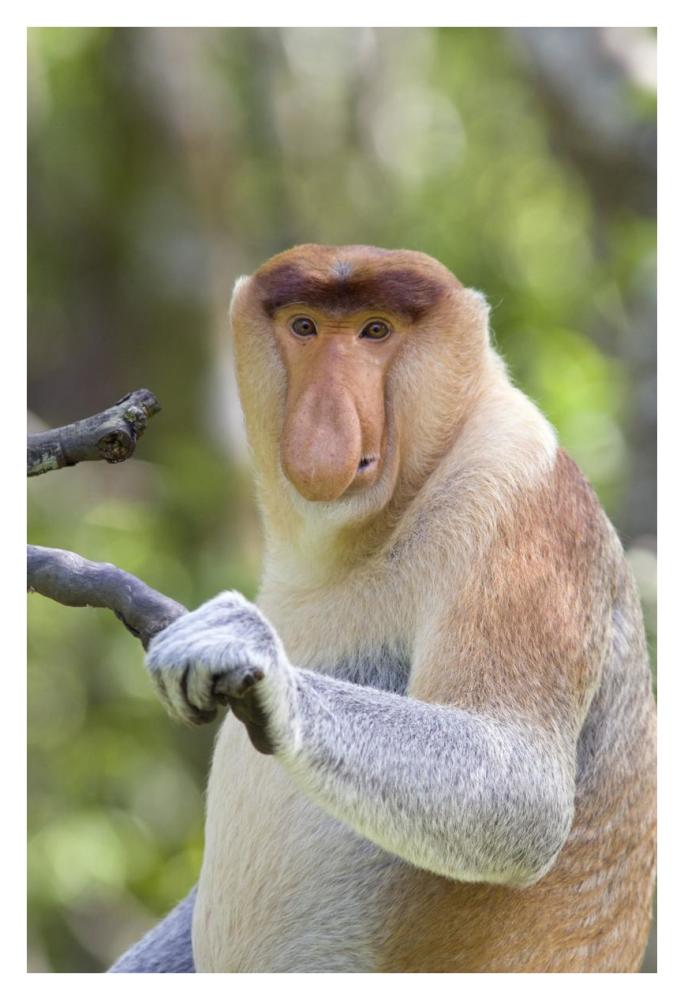 Proboscis Monkey dominant male, Sabah, Malaysia-Paper Art-26"x38"