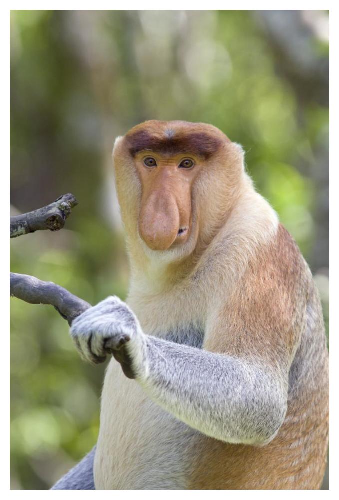 Proboscis Monkey dominant male, Sabah, Malaysia-Paper Art-34"x50"