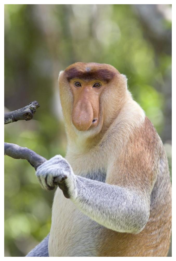 Proboscis Monkey dominant male, Sabah, Malaysia-Paper Art-42"x62"
