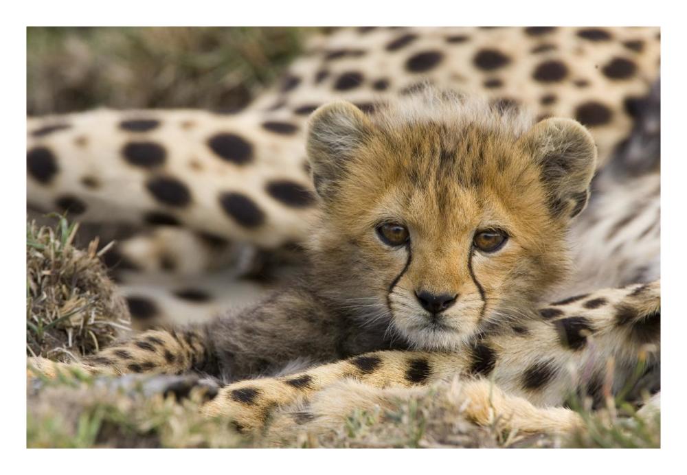 Cheetah cub portrait, Maasai Mara Reserve, Kenya-Paper Art-26"x18"