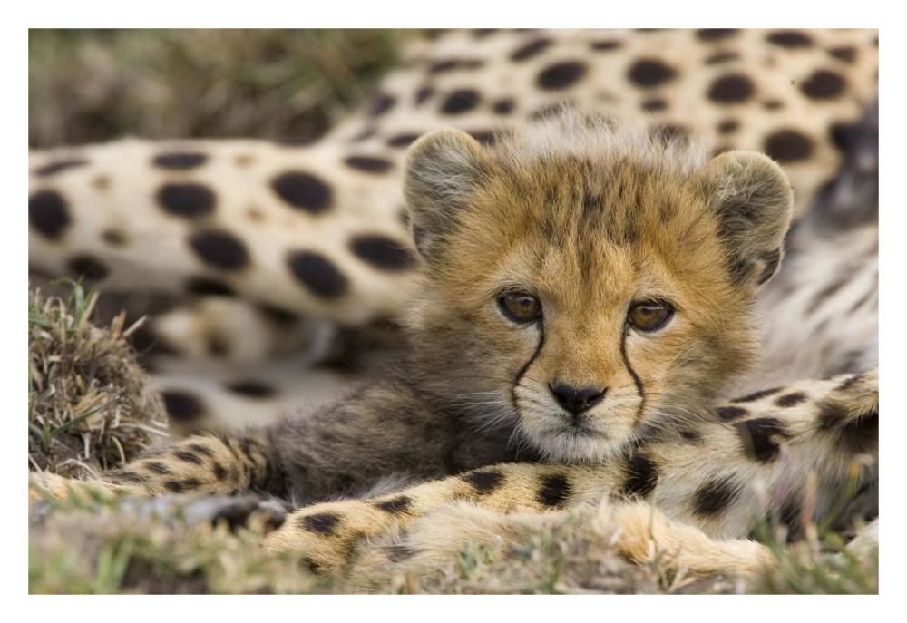 Cheetah cub portrait, Maasai Mara Reserve, Kenya-Paper Art-32"x22"