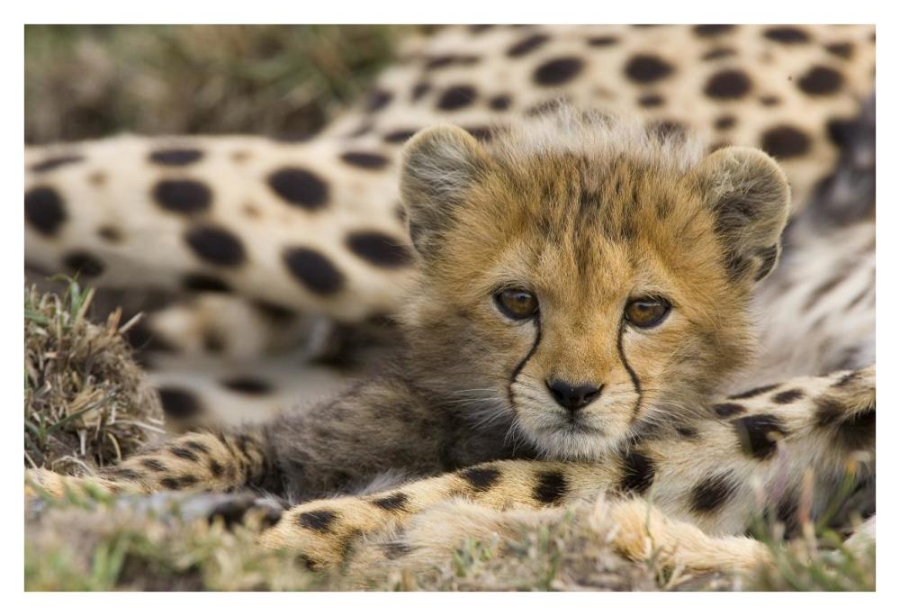 Cheetah cub portrait, Maasai Mara Reserve, Kenya-Paper Art-38"x26"