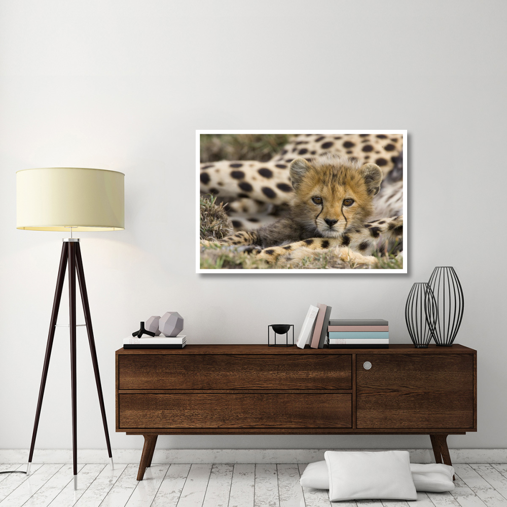 Cheetah cub portrait, Maasai Mara Reserve, Kenya-Paper Art-50&quotx34"