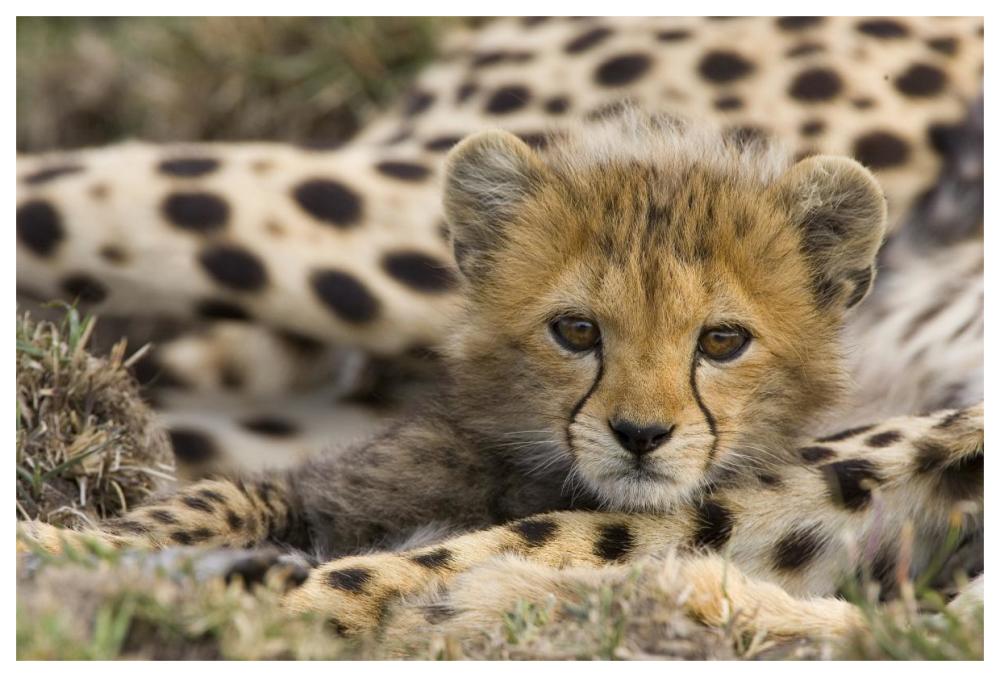 Cheetah cub portrait, Maasai Mara Reserve, Kenya-Paper Art-62"x42"