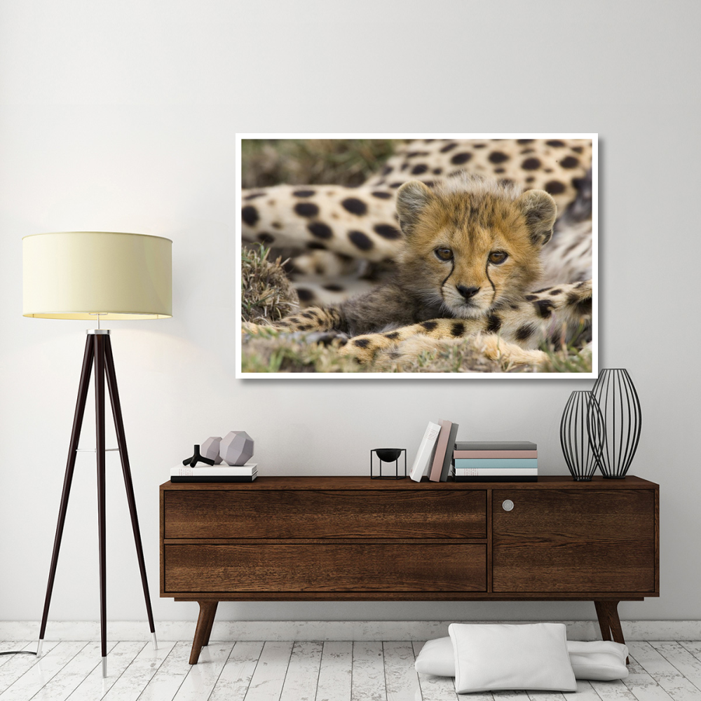 Cheetah cub portrait, Maasai Mara Reserve, Kenya-Paper Art-62&quotx42"