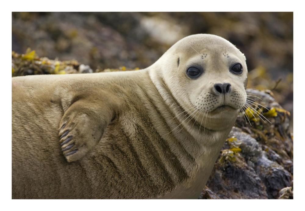 Harbor Seal portrait, Katmai National Park, Alaska-Paper Art-26"x18"