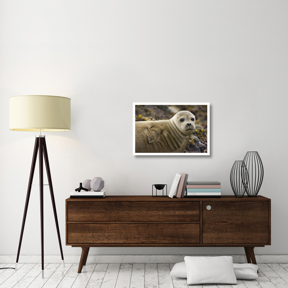 Harbor Seal portrait, Katmai National Park, Alaska-Paper Art-32&quotx22"