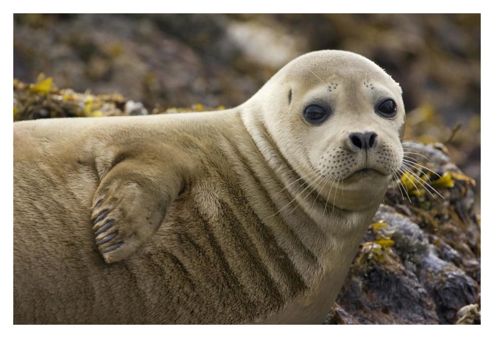 Harbor Seal portrait, Katmai National Park, Alaska-Paper Art-38"x26"