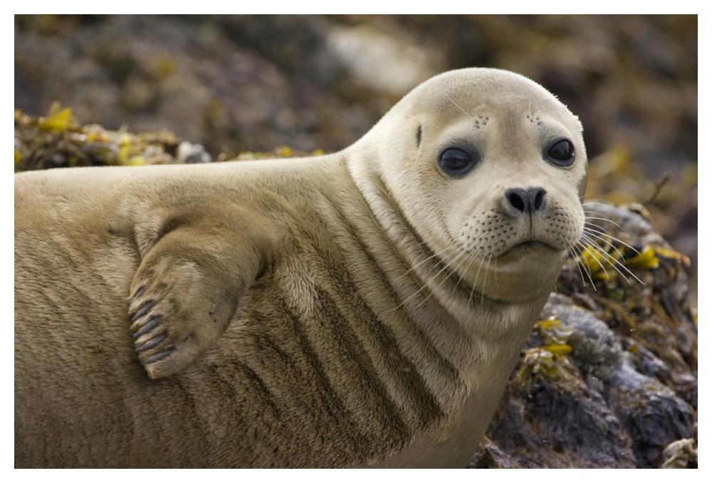 Harbor Seal portrait, Katmai National Park, Alaska-Paper Art-50"x34"