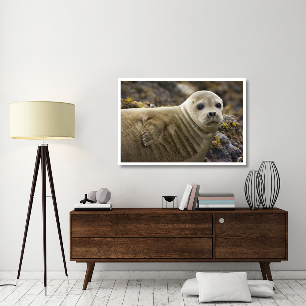 Harbor Seal portrait, Katmai National Park, Alaska-Paper Art-50&quotx34"