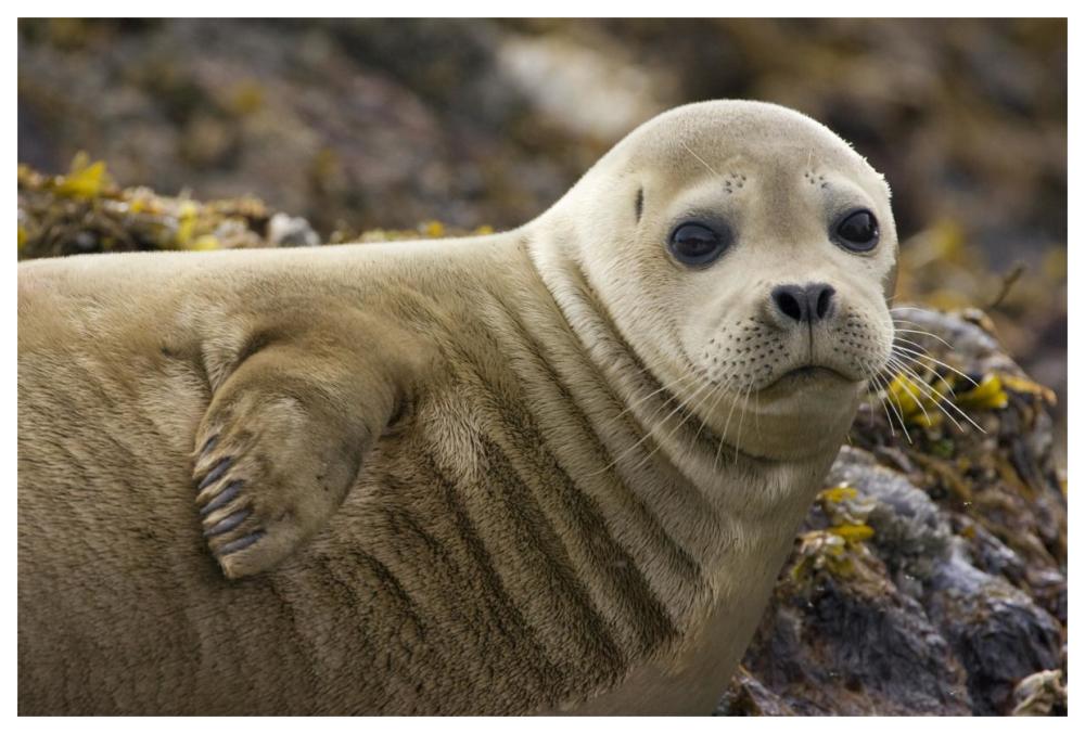 Harbor Seal portrait, Katmai National Park, Alaska-Paper Art-62"x42"