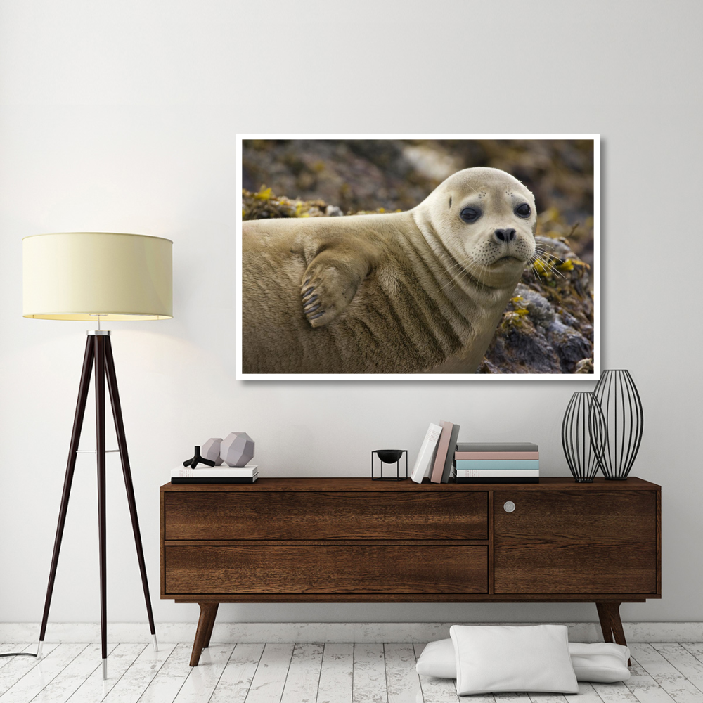 Harbor Seal portrait, Katmai National Park, Alaska-Paper Art-62&quotx42"