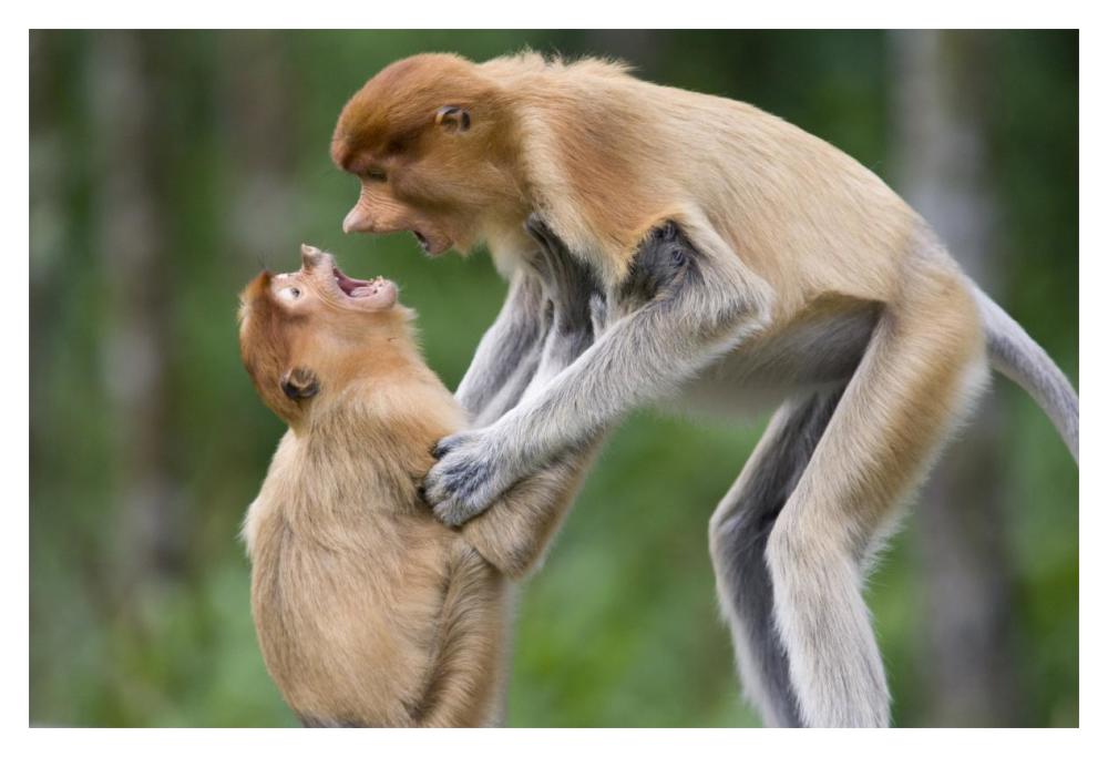 Proboscis Monkey juveniles playing, Sabah, Malaysia-Paper Art-20"x14"