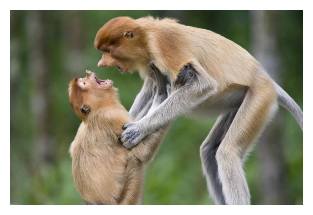 Proboscis Monkey juveniles playing, Sabah, Malaysia-Paper Art-32"x22"