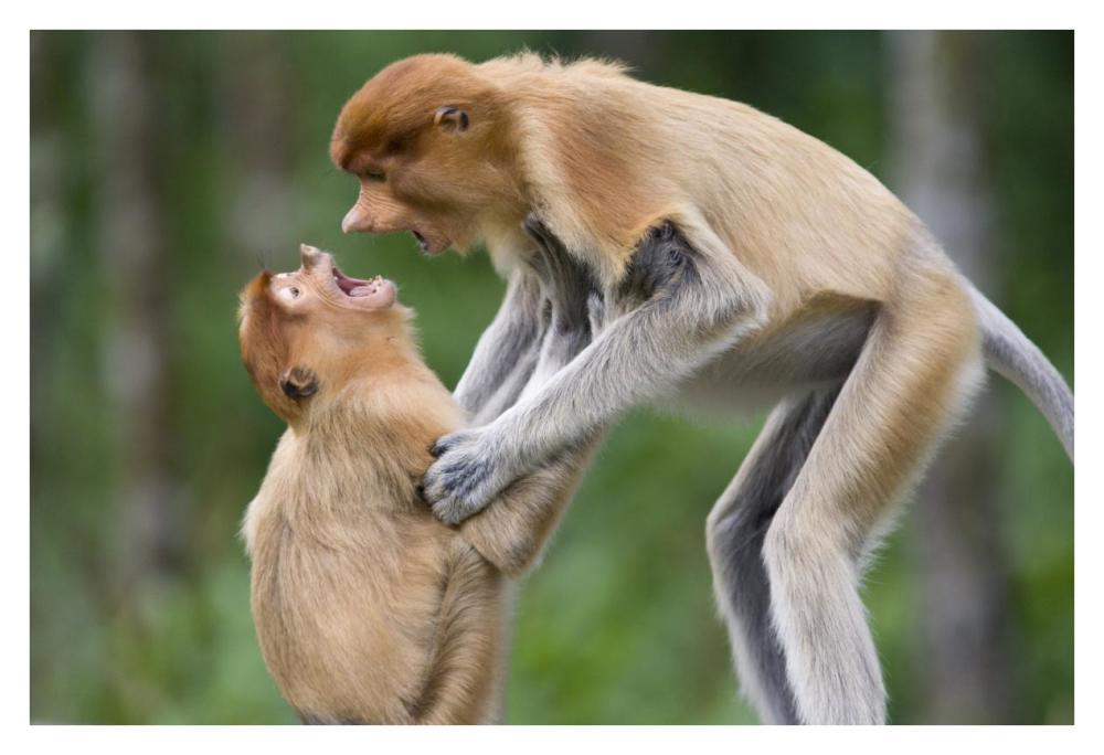 Proboscis Monkey juveniles playing, Sabah, Malaysia-Paper Art-38"x26"