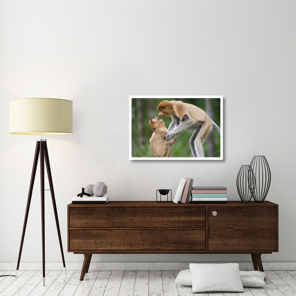 Proboscis Monkey juveniles playing, Sabah, Malaysia-Paper Art-38&quotx26"
