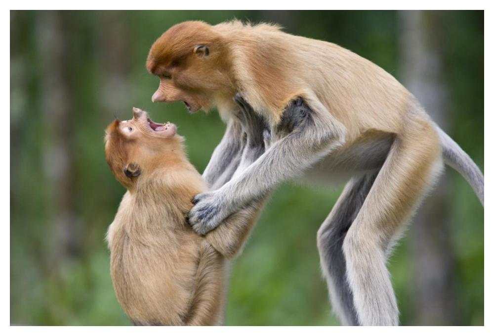 Proboscis Monkey juveniles playing, Sabah, Malaysia-Paper Art-50"x34"