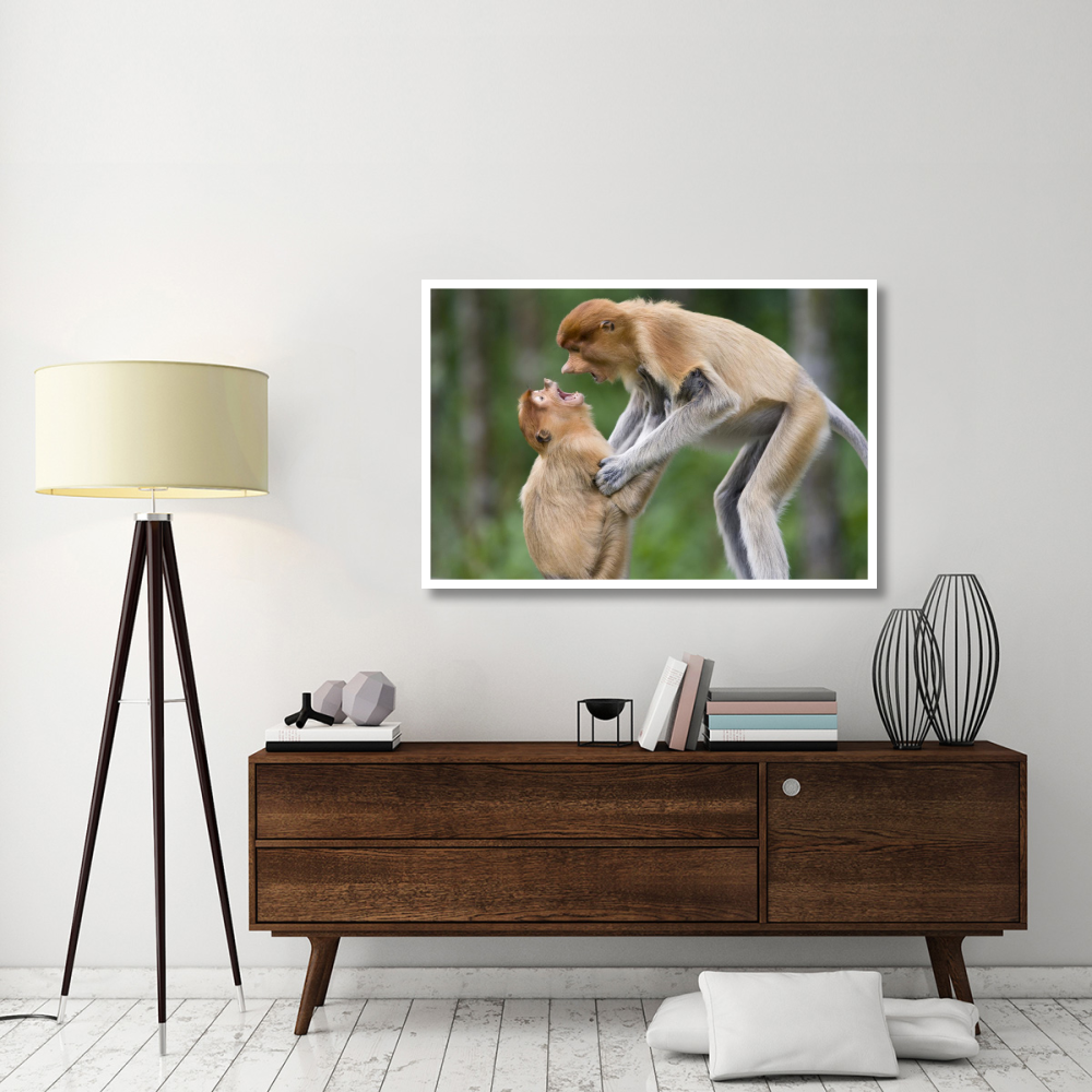 Proboscis Monkey juveniles playing, Sabah, Malaysia-Paper Art-50&quotx34"