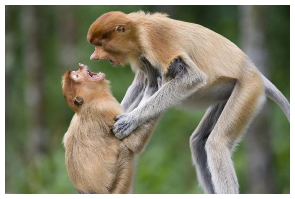 Proboscis Monkey juveniles playing, Sabah, Malaysia-Paper Art-62"x42"