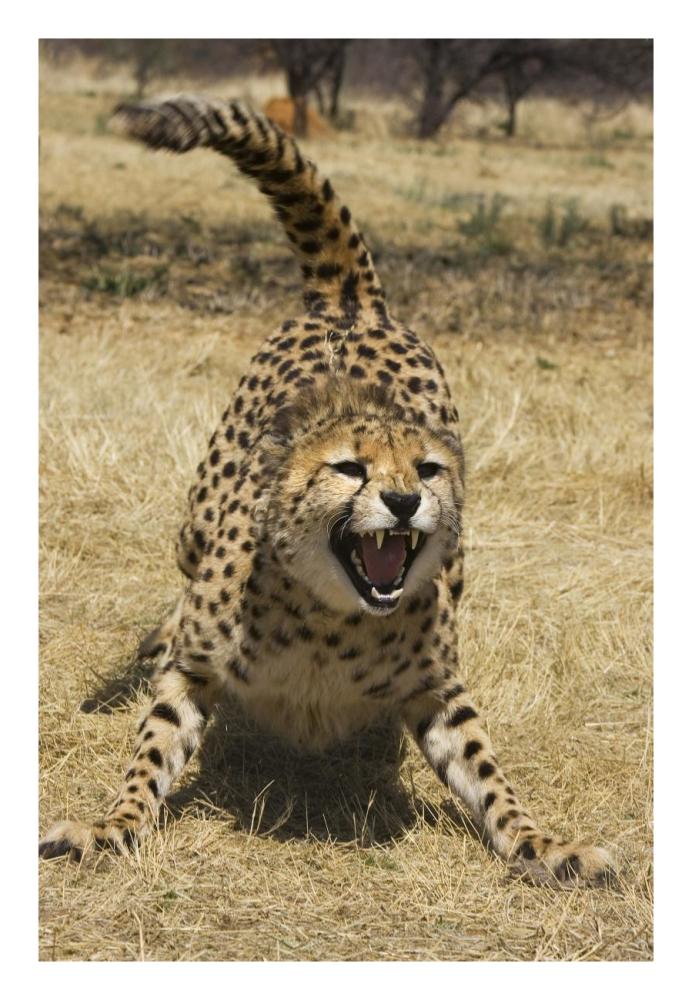 Cheetah hissing, Cheetah Conservation Fund, Namibia-Paper Art-18"x26"