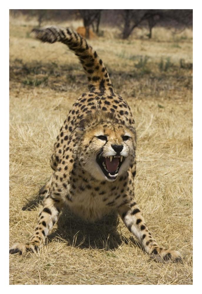 Cheetah hissing, Cheetah Conservation Fund, Namibia-Paper Art-22"x32"