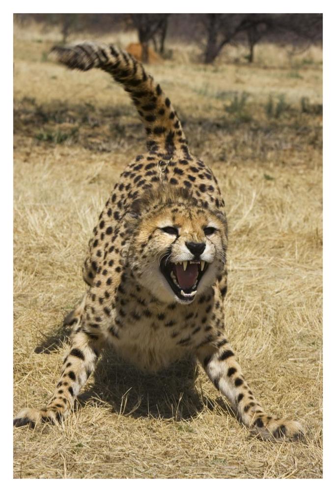 Cheetah hissing, Cheetah Conservation Fund, Namibia-Paper Art-26"x38"