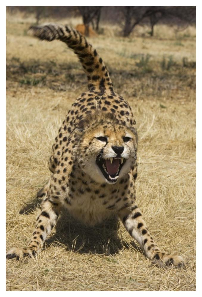 Cheetah hissing, Cheetah Conservation Fund, Namibia-Paper Art-34"x50"