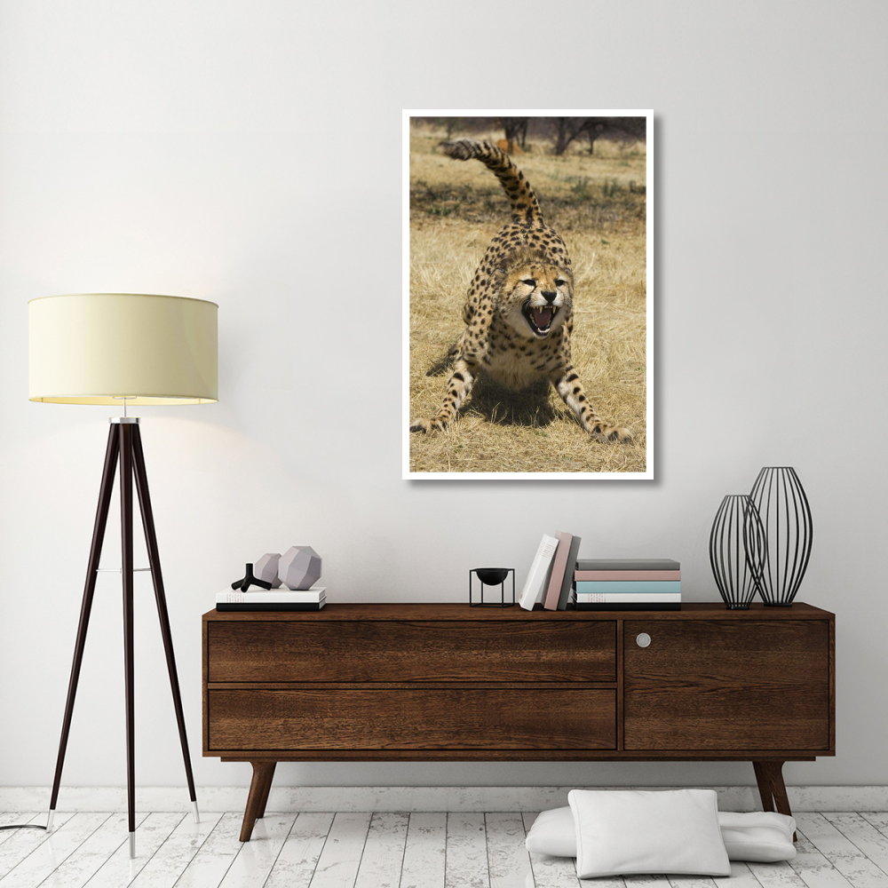 Cheetah hissing, Cheetah Conservation Fund, Namibia-Paper Art-34&quotx50"