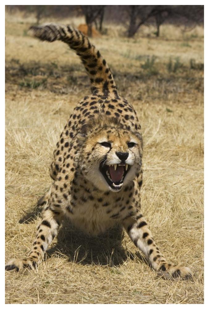 Cheetah hissing, Cheetah Conservation Fund, Namibia-Paper Art-42"x62"