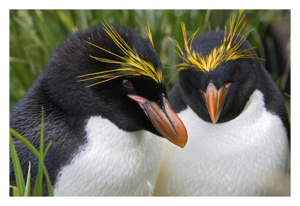 Macaroni Penguin pair, Cooper Bay, South Georgia Island-Paper Art-32"x22"