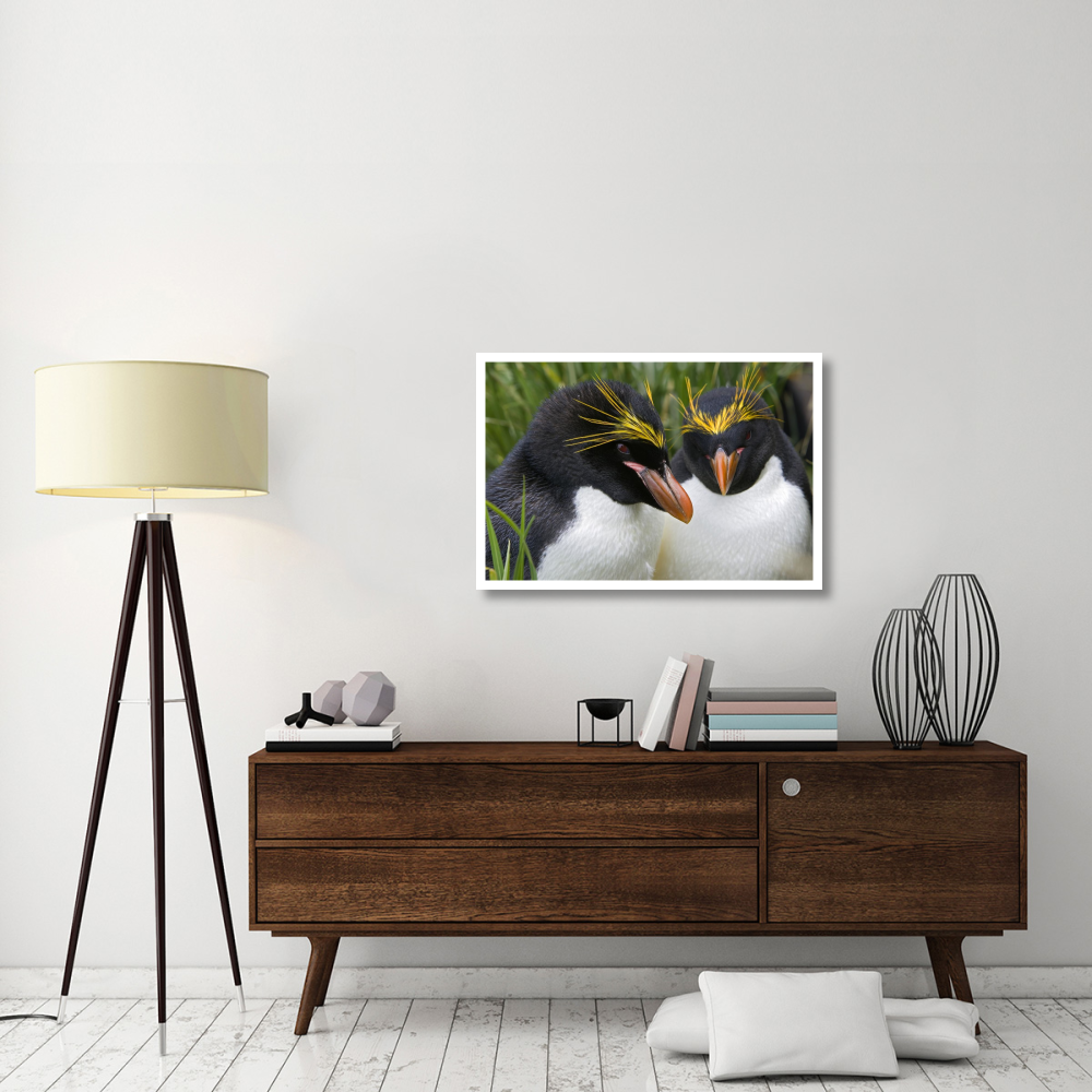 Macaroni Penguin pair, Cooper Bay, South Georgia Island-Paper Art-38&quotx26"