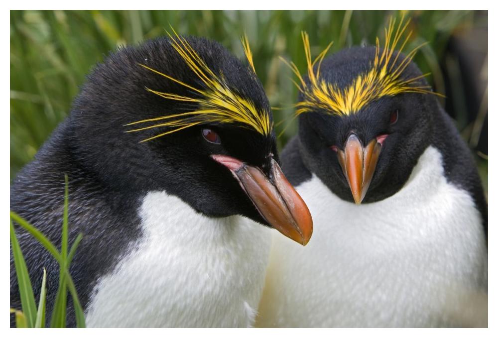 Macaroni Penguin pair, Cooper Bay, South Georgia Island-Paper Art-50"x34"