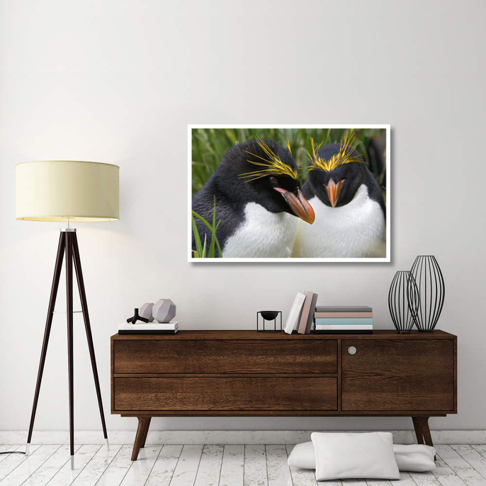 Macaroni Penguin pair, Cooper Bay, South Georgia Island-Paper Art-50&quotx34"