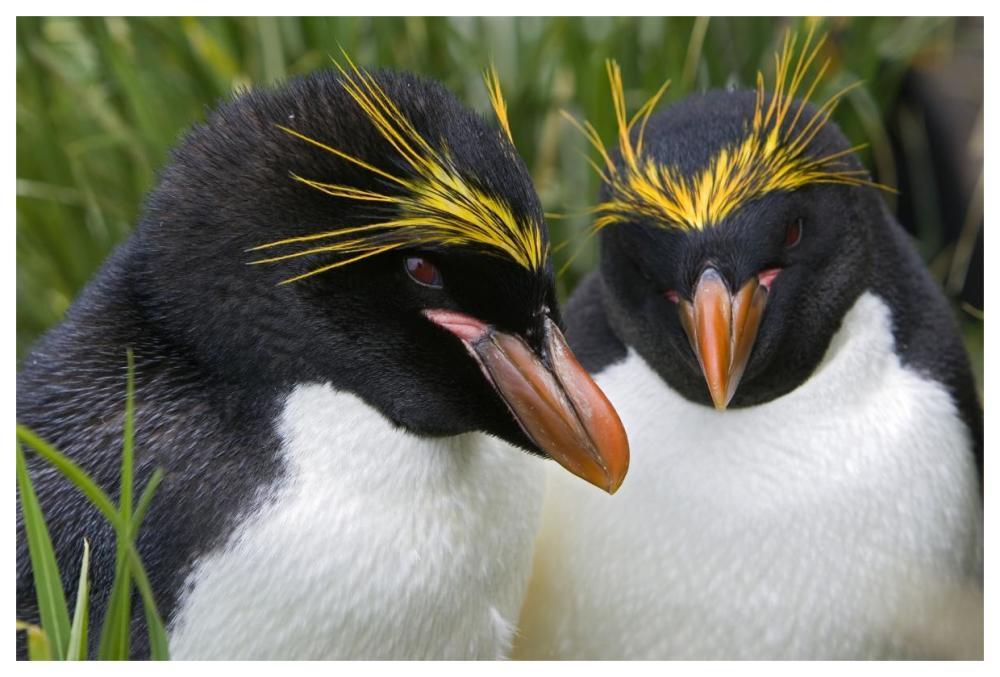 Macaroni Penguin pair, Cooper Bay, South Georgia Island-Paper Art-62"x42"