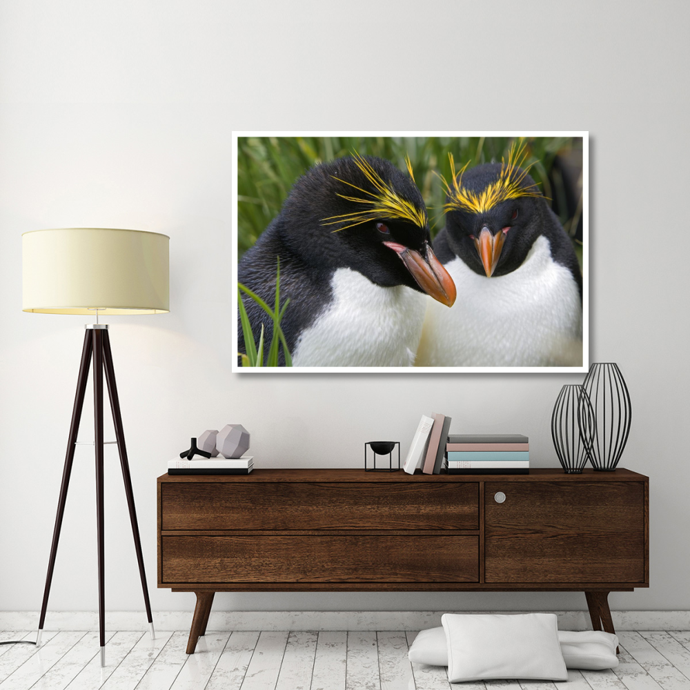 Macaroni Penguin pair, Cooper Bay, South Georgia Island-Paper Art-62&quotx42"