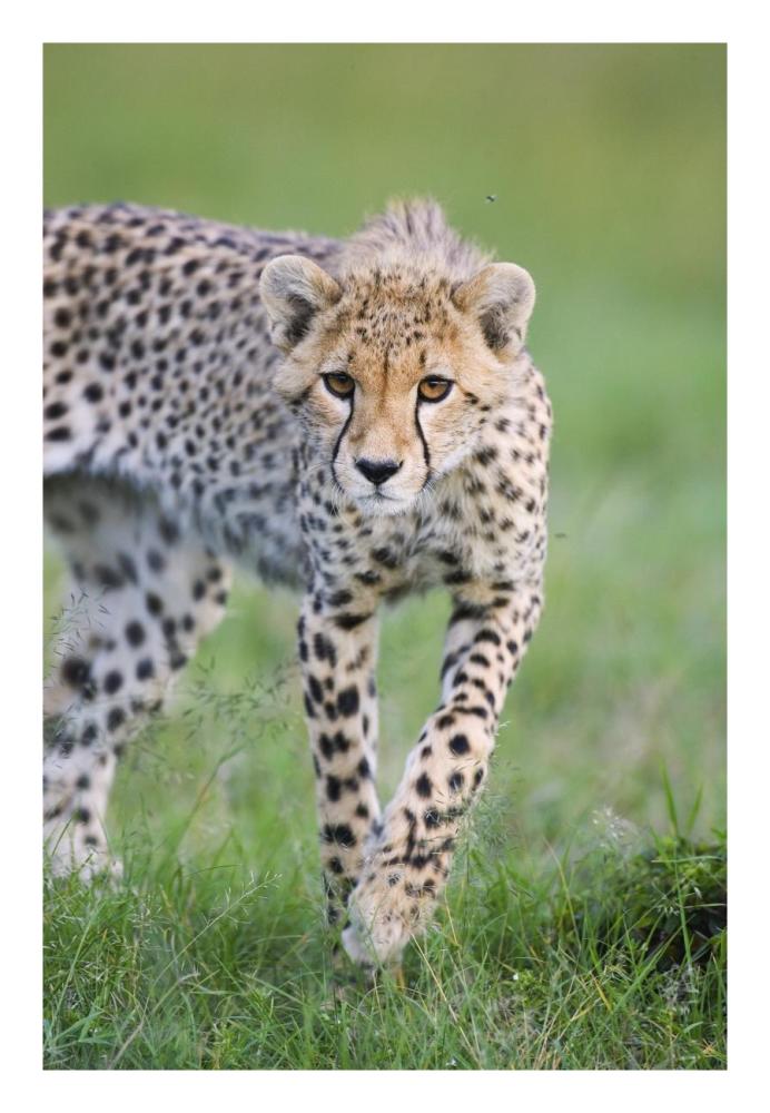 Cheetah 6 month old cub, Masai Mara National Reserve, Kenya-Paper Art-18"x26"