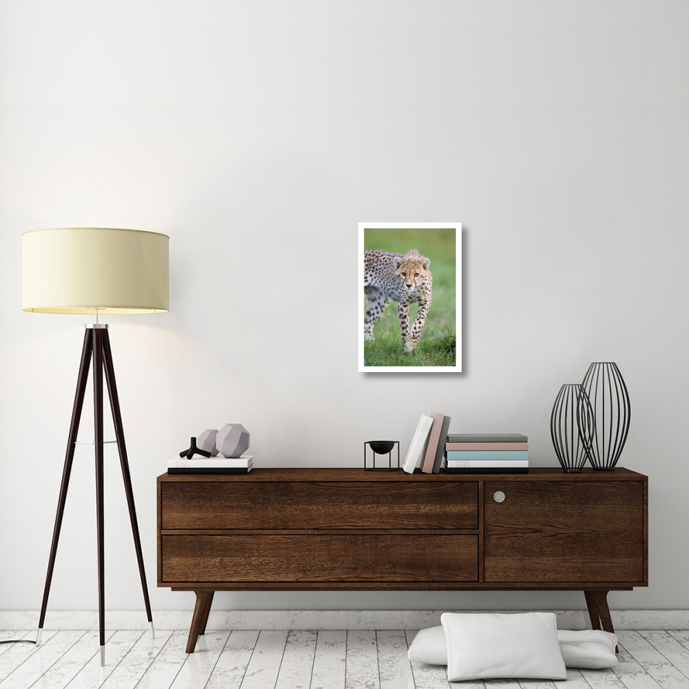 Cheetah 6 month old cub, Masai Mara National Reserve, Kenya-Paper Art-18&quotx26"